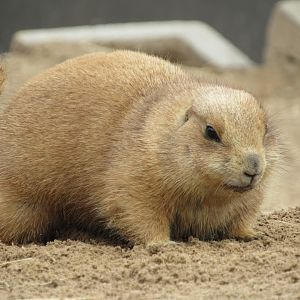 Black-tailed Prairie Dog - 4/8/23