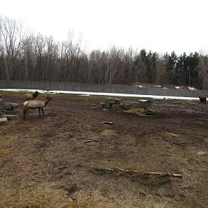 North American Prairie Exhibit (right side) - 4/8/23