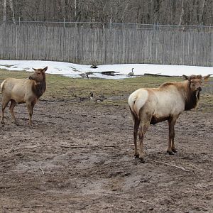 Elk, Todd (right), and Hummus (left) - 4/8/23