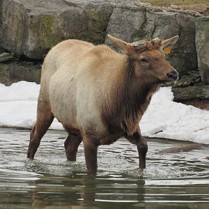 Bull Elk Todd - 4/8/23