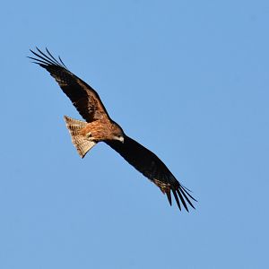 Black-eared kite (Milvus migrans lineatus)