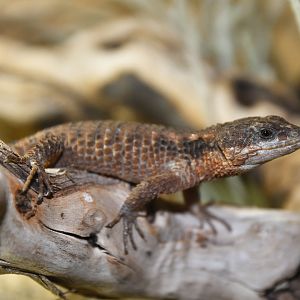 Cordylus tropidosternum