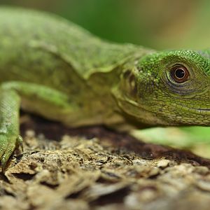 Ctenosaura pectinata