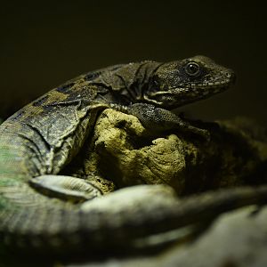 Ctenosaura quinquecarinata