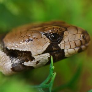 Cyclodomorphus gerrardii