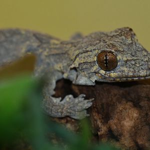 Gekko kuhlii
