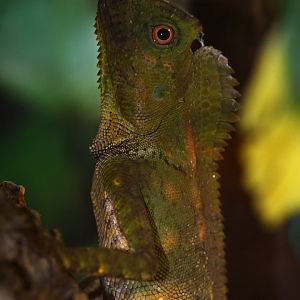 Gonocephalus abbotti