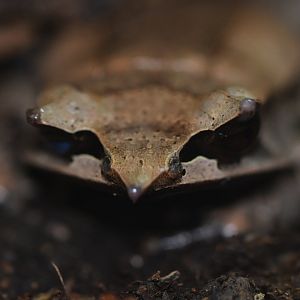 Megophrys nasuta