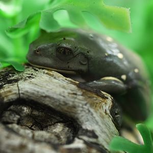 Pachymedusa dacnicolor