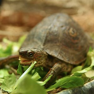 Rhinoclemmys areolata