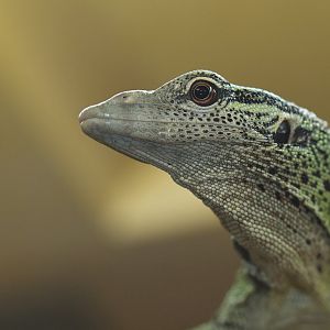 Varanus reisengeri