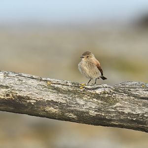 Spot-billed Ground-Tyrant Muscisaxicola maculirostris