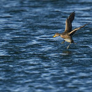Yellow-billed Pintail Anas georgica
