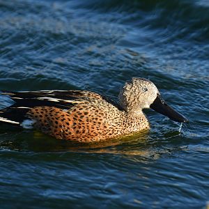 Red Shoveler Spatula platalea