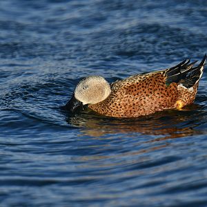 Red Shoveler Spatula platalea
