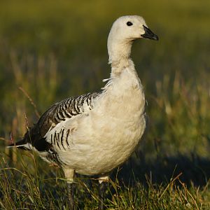 Upland Goose Chloephaga picta