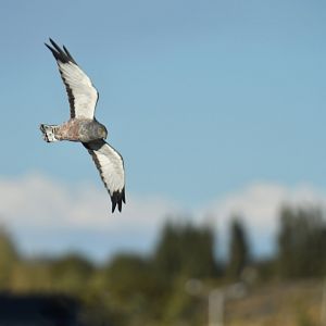 Cinereous Harrier Circus cinereus