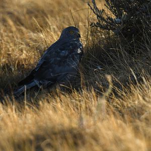 Cinereous Harrier Circus cinereus