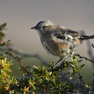 Patagonian Mockingbird Mimus patagonicus