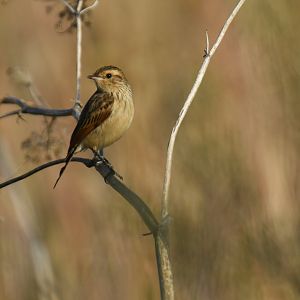 Spectacled Tyrant Hymenops perspicillatus