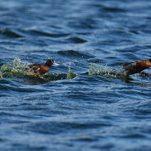 Lake Duck Oxyura vittata