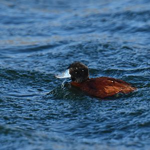 Lake Duck Oxyura vittata
