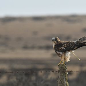 Red-backed Hawk Geranoaetus polyosoma