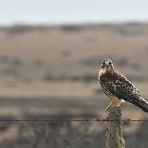 Red-backed Hawk Geranoaetus polyosoma