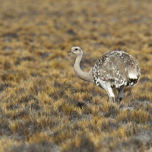 Lesser Rhea Rhea pennata