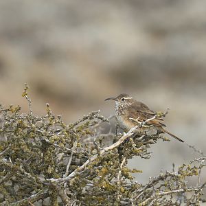 Scale-throated Earthcreeper Upucerthia dumetaria