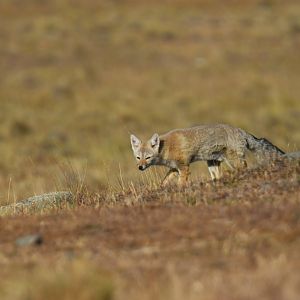 South American gray fox (Lycalopex griseus)