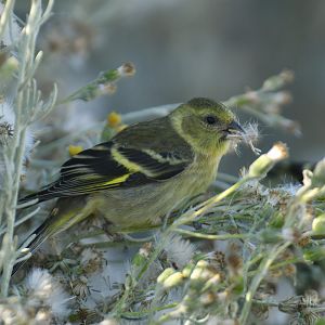 Black-chinned Siskin Spinus barbatus