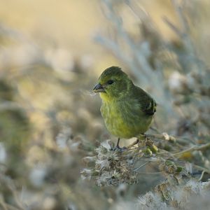 Black-chinned Siskin Spinus barbatus