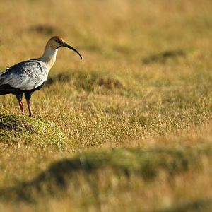 Black-faced Ibis Theristicus melanopis