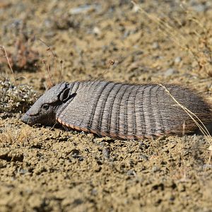 Great hairy armadillo (Chaetophractus villosus)