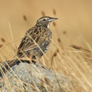 Long-tailed Meadowlark Leistes loyca
