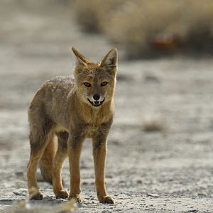 Culpeo (Lycalopex culpaeus)