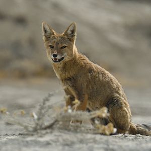 Culpeo (Lycalopex culpaeus)