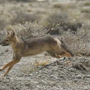 Culpeo (Lycalopex culpaeus)
