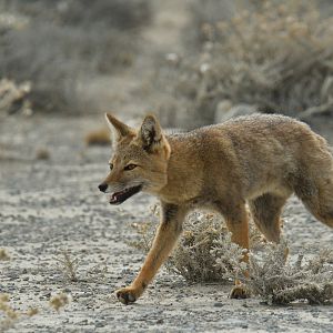 Culpeo (Lycalopex culpaeus)