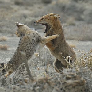 Culpeo (Lycalopex culpaeus)