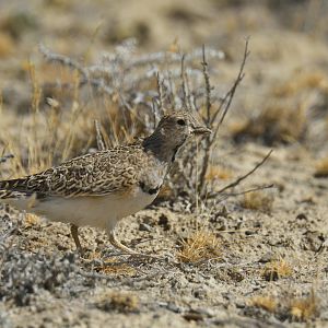 Least Seedsnipe Thinocorus rumicivorus