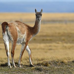 Guanaco (Lama guanicoe)