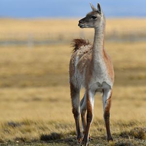 Guanaco (Lama guanicoe)
