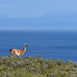 Guanaco (Lama guanicoe)