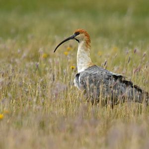 Black-faced Ibis Theristicus melanopis