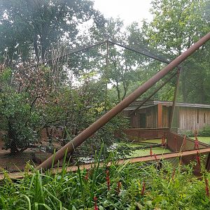 Red-billed quealea, Black-headed weaver and Eurasian hoopoe aviary, 2022-08-20
