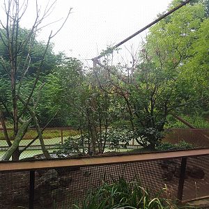 Red-billed quealea, Black-headed weaver and Eurasian hoopoe aviary, 2022-08-20