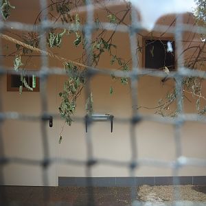 Red-billed quealea, Black-headed weaver and Eurasian hoopoe indoor housing, 2022-08-20