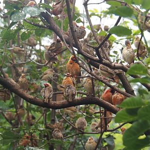 Red-billed queleas (Quelea quelea), 2022-08-20